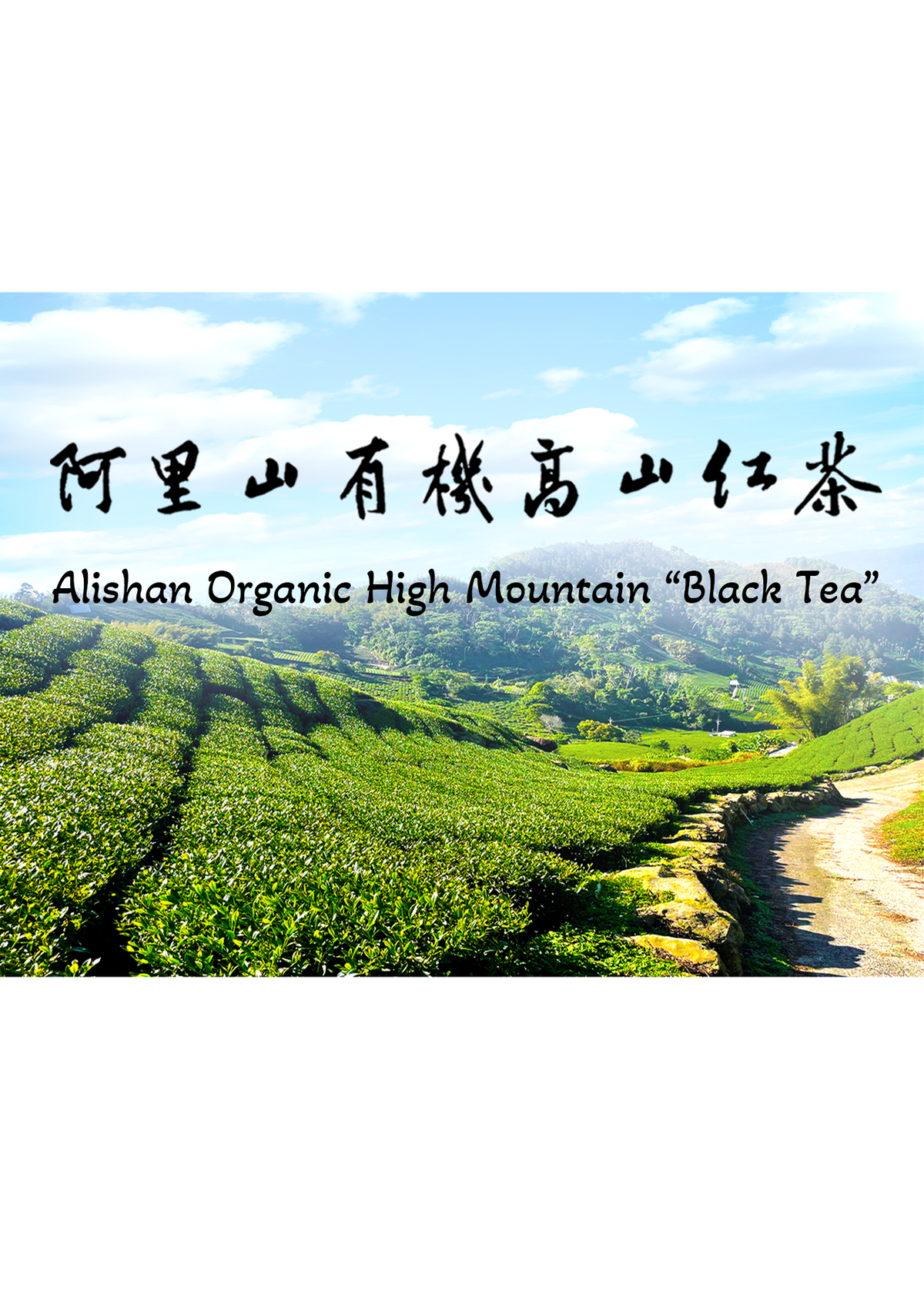 Alishan Organic High Mountain Black Tea - 75g