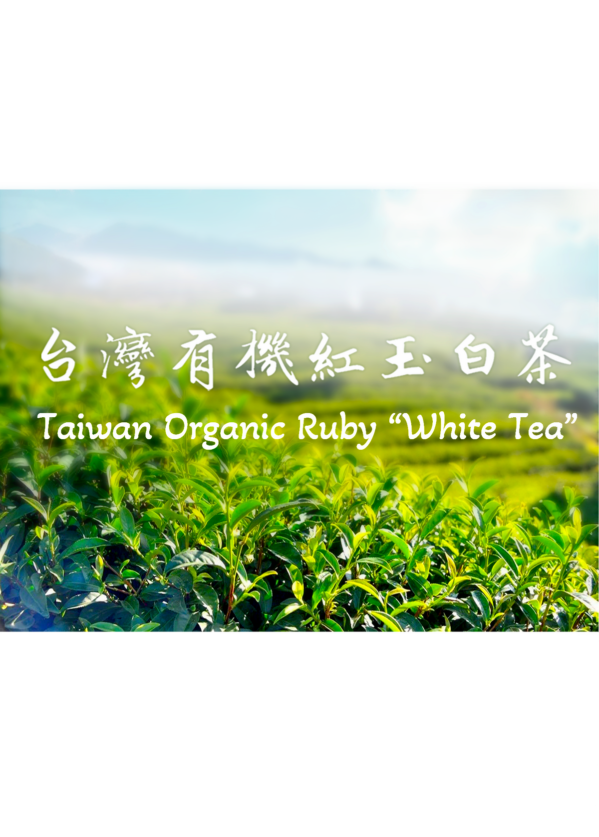 Taiwan Organic Ruby “White Tea” - 37.5g