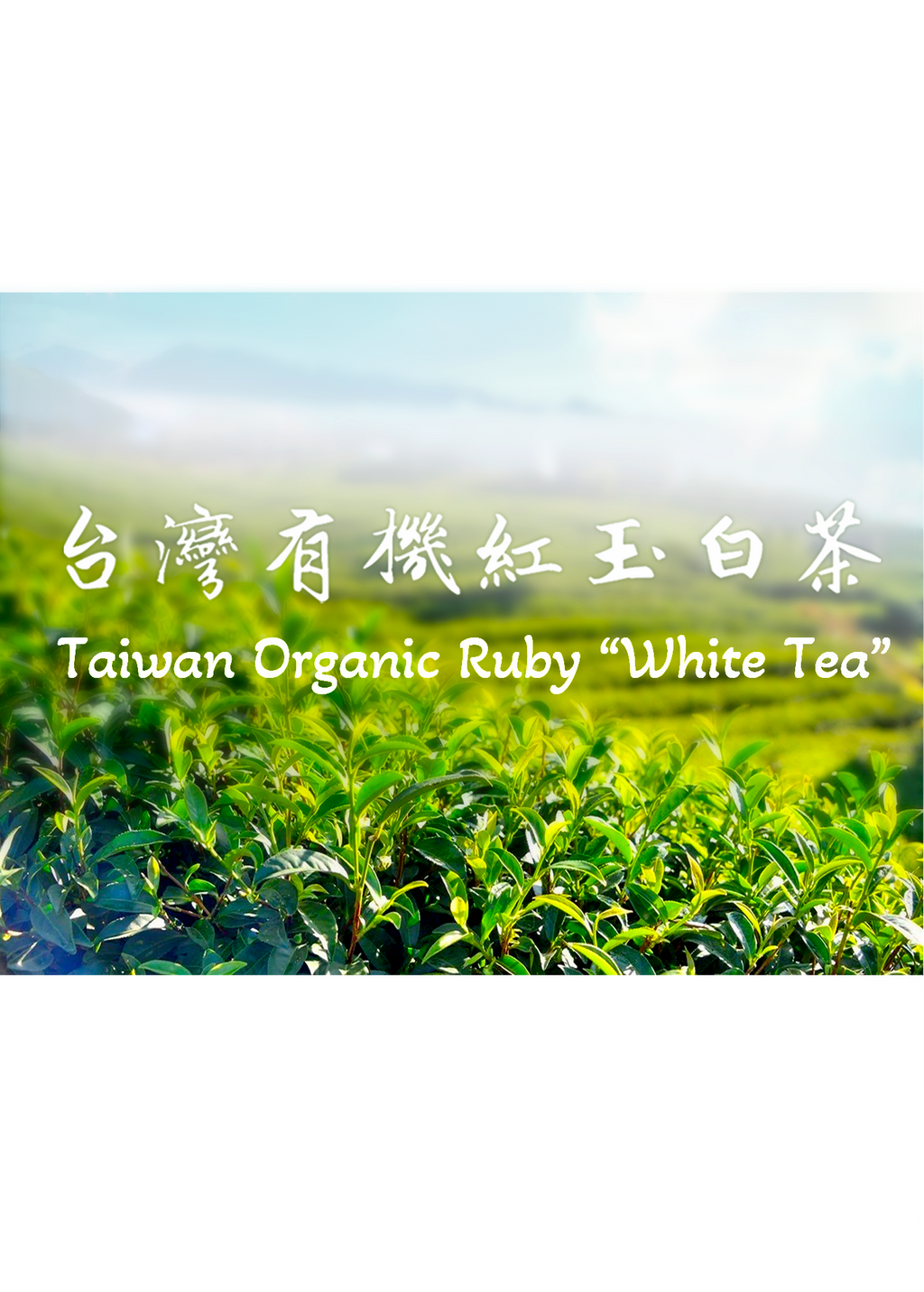 Taiwan Organic Ruby “White Tea” - 37.5g