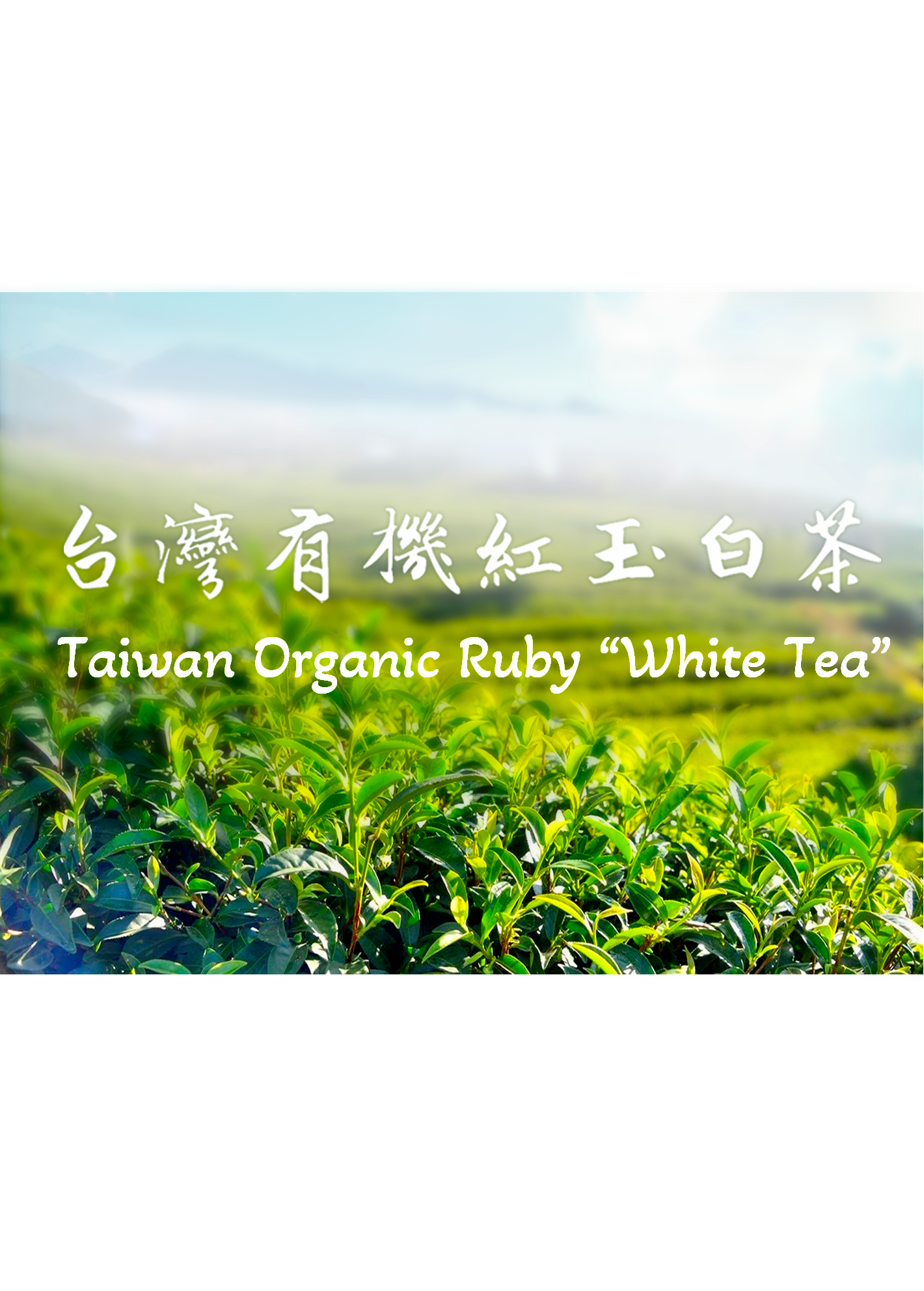 Taiwan Organic Ruby “White Tea” - 37.5g